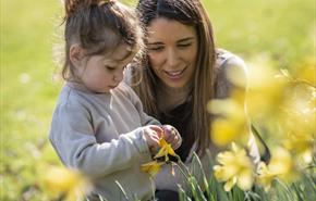 A family enjoying daffodils in a garden. Credit: National Trust Images/Paul Harris